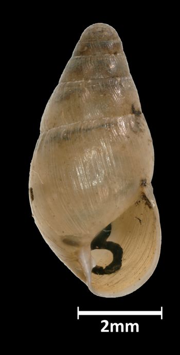 Media type: image;   Malacology 39830 Aspect: apertural